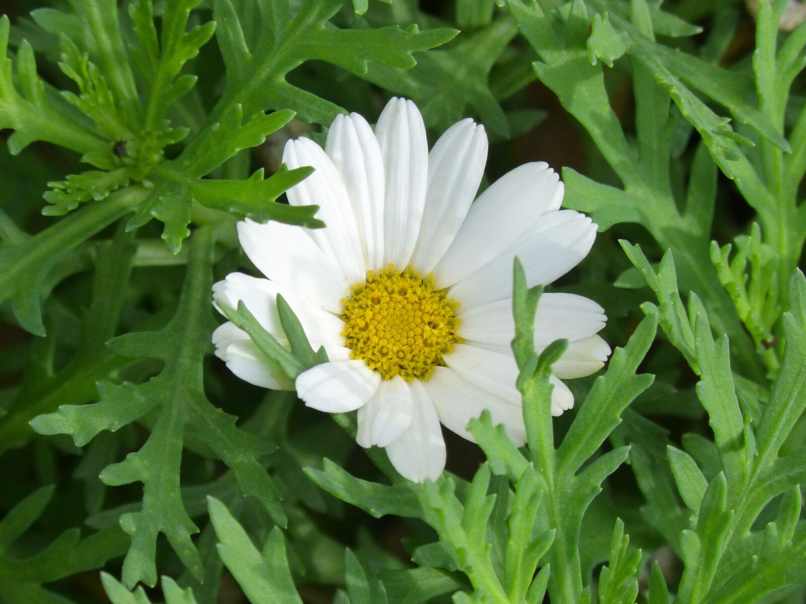 Panasonic DMC-FZ62 sample photo. Daisy, detail, flower photography