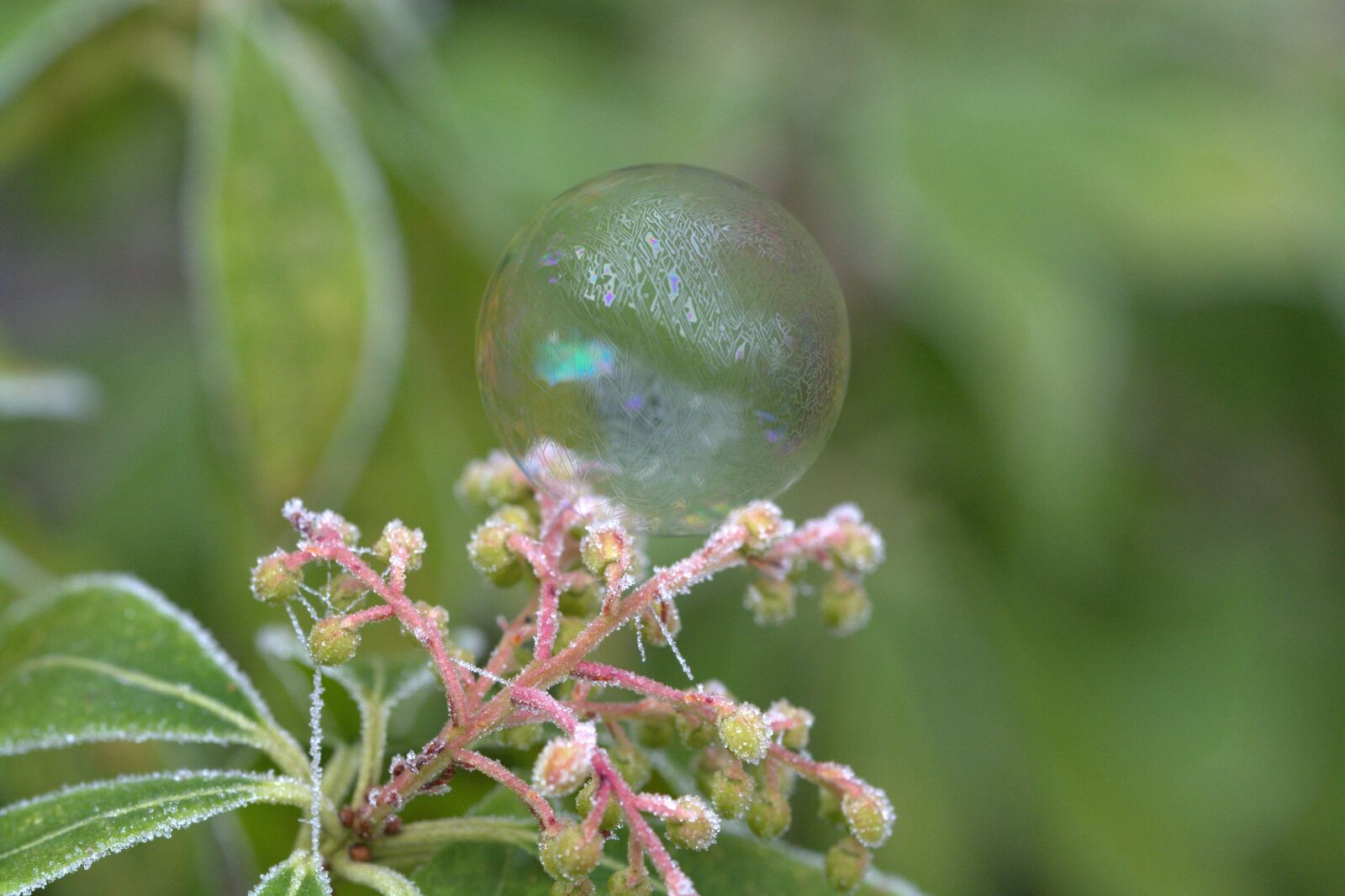Nikon D5200 sample photo. Soap bubble, pattern, structure photography