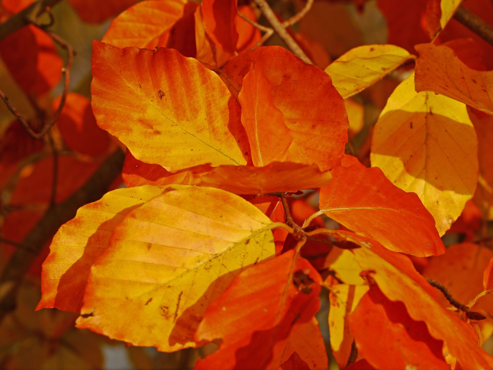 Panasonic Lumix DMC-G3 sample photo. Fall foliage, beech, leaves photography