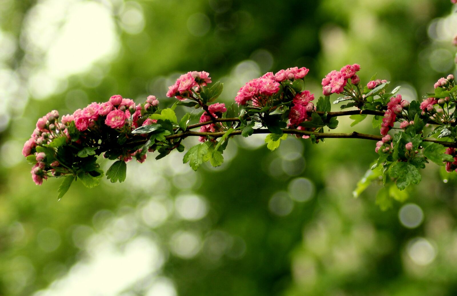 Canon EOS 1200D (EOS Rebel T5 / EOS Kiss X70 / EOS Hi) sample photo. Crataegus, tree, flowering photography