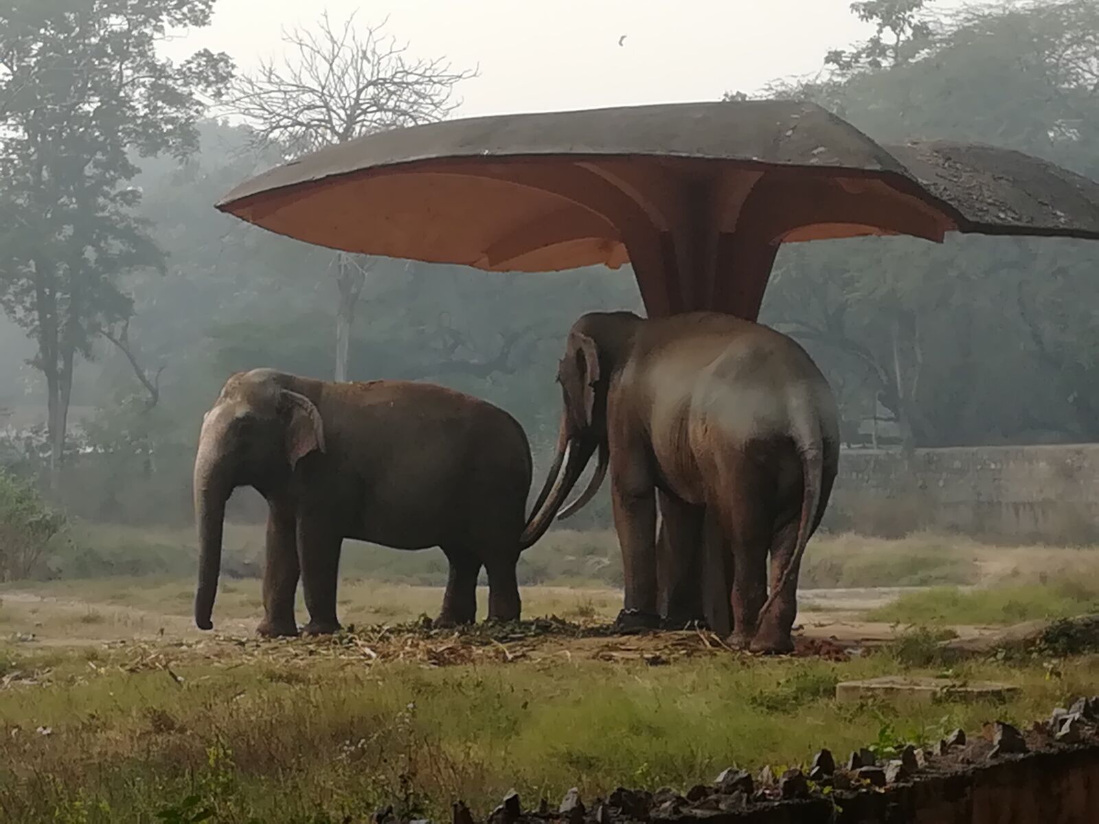 HUAWEI honor 6x sample photo. Couple, zoo, elephants photography