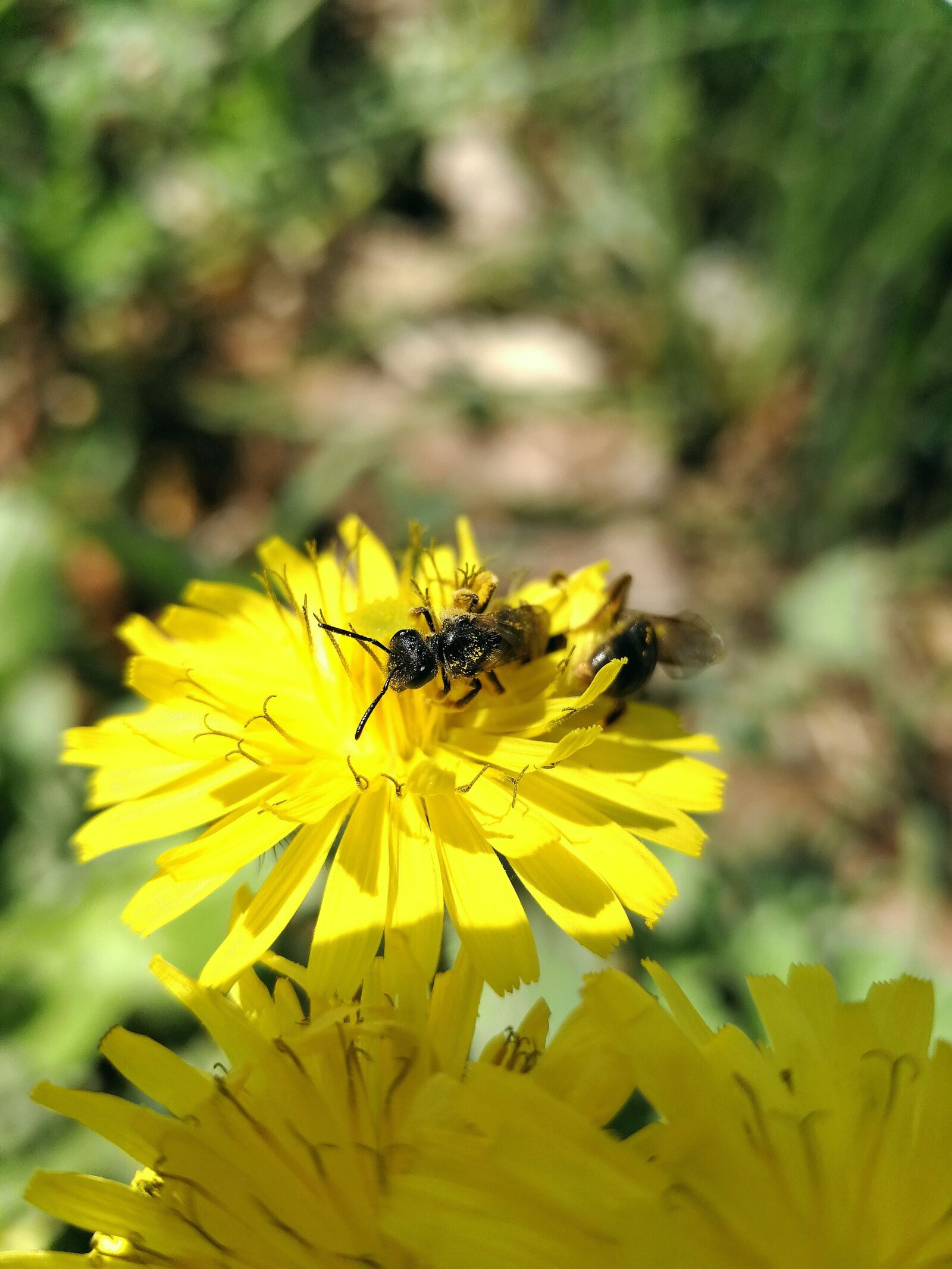 HUAWEI Mate 9 sample photo. Spring, bee, nature photography