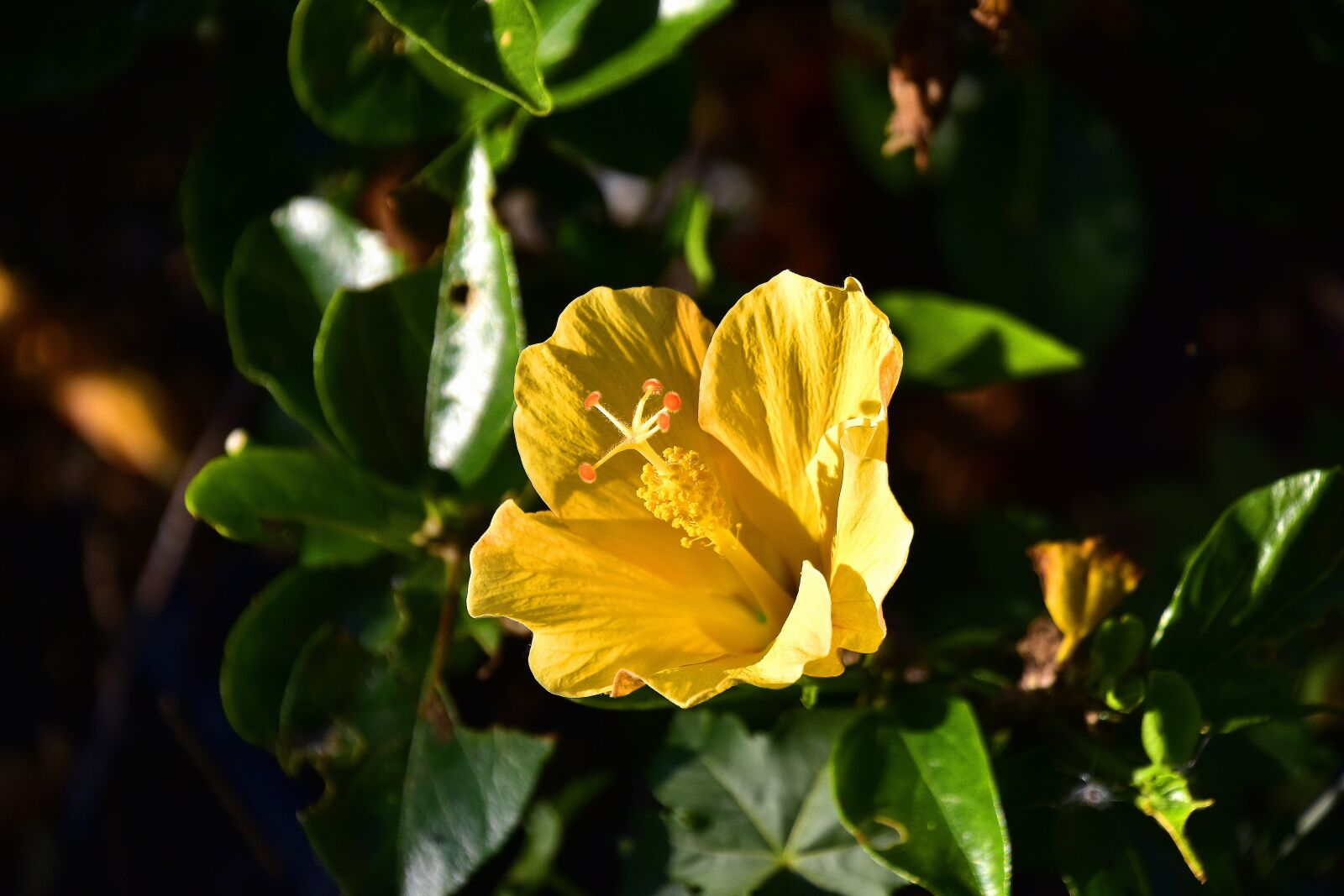 Nikon D7200 sample photo. Flowers, garden, nature photography