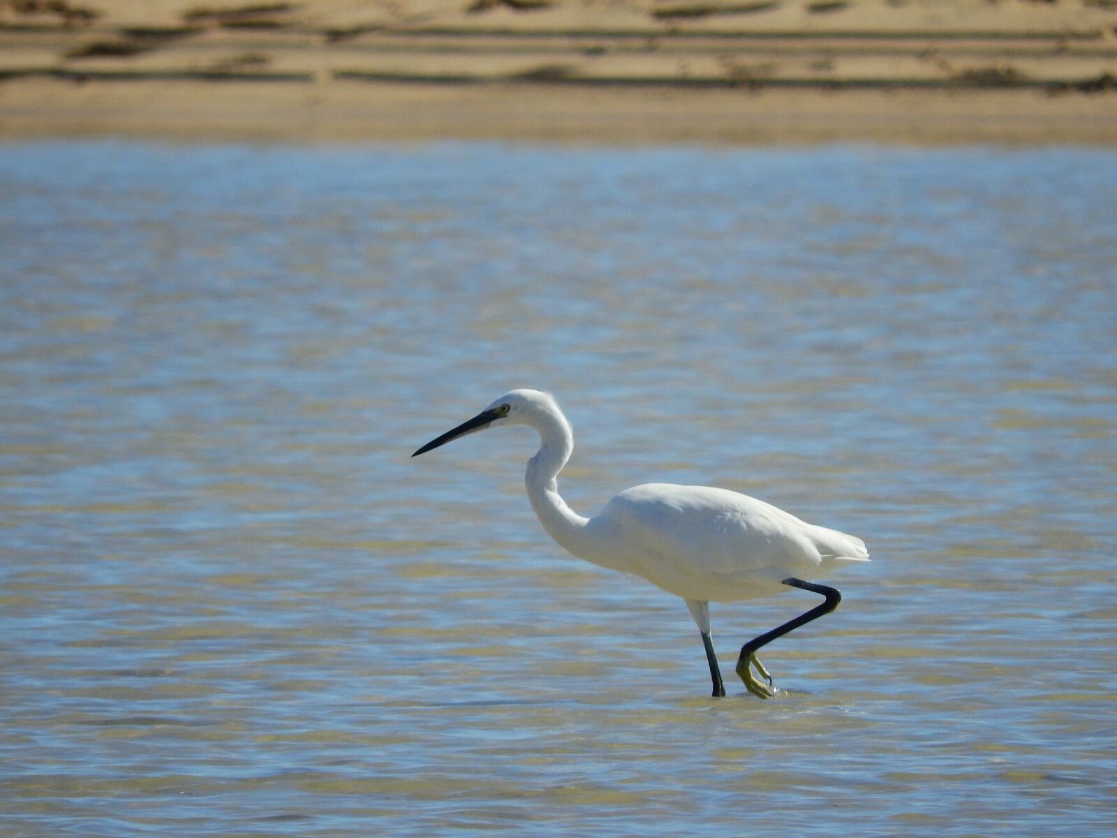 Nikon Coolpix P610 sample photo. Heron, bird, nature photography