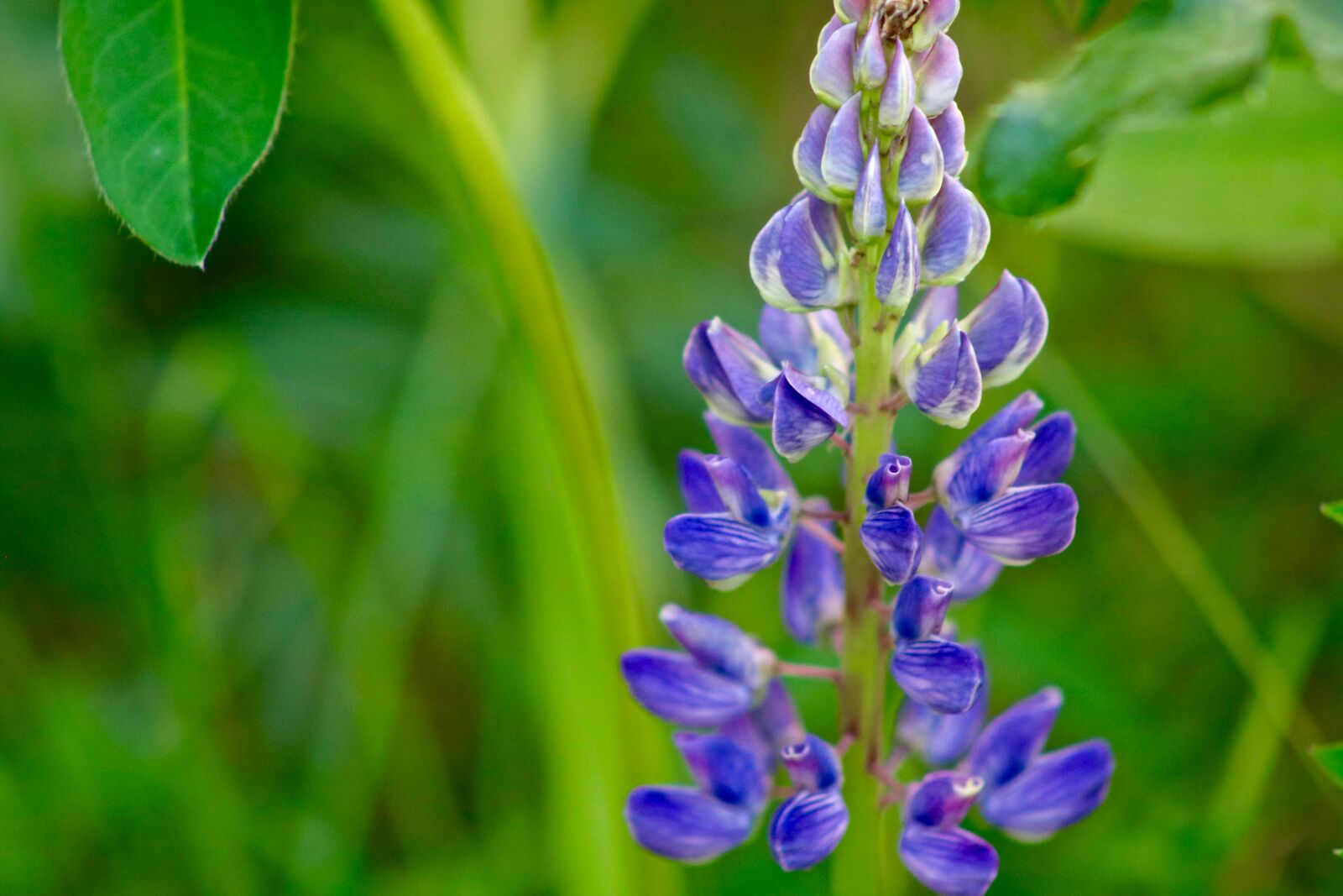 Canon EOS 750D (EOS Rebel T6i / EOS Kiss X8i) sample photo. Lupine, violet, flowers photography