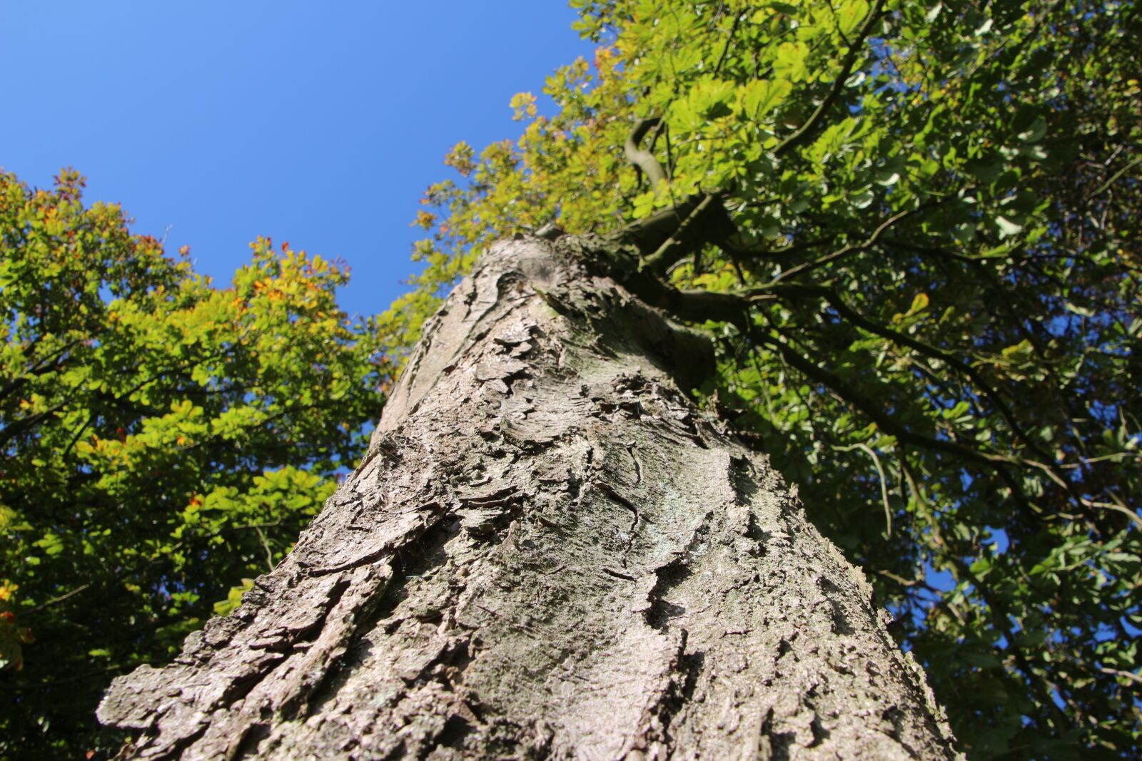 Canon EOS 650D (EOS Rebel T4i / EOS Kiss X6i) sample photo. Tree, green, leaves photography