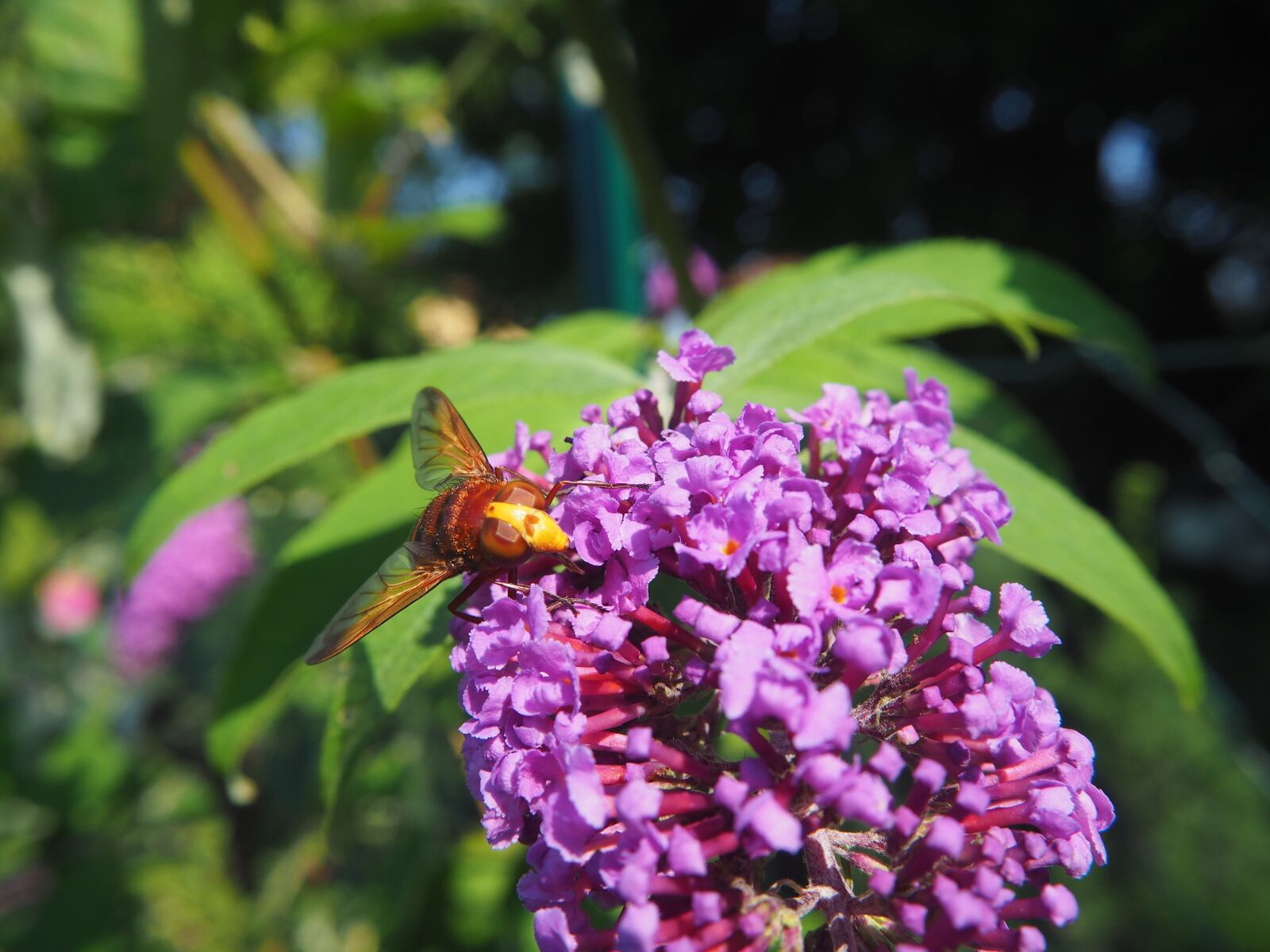 Olympus OM-D E-M10 sample photo. Fly, insect, garden photography