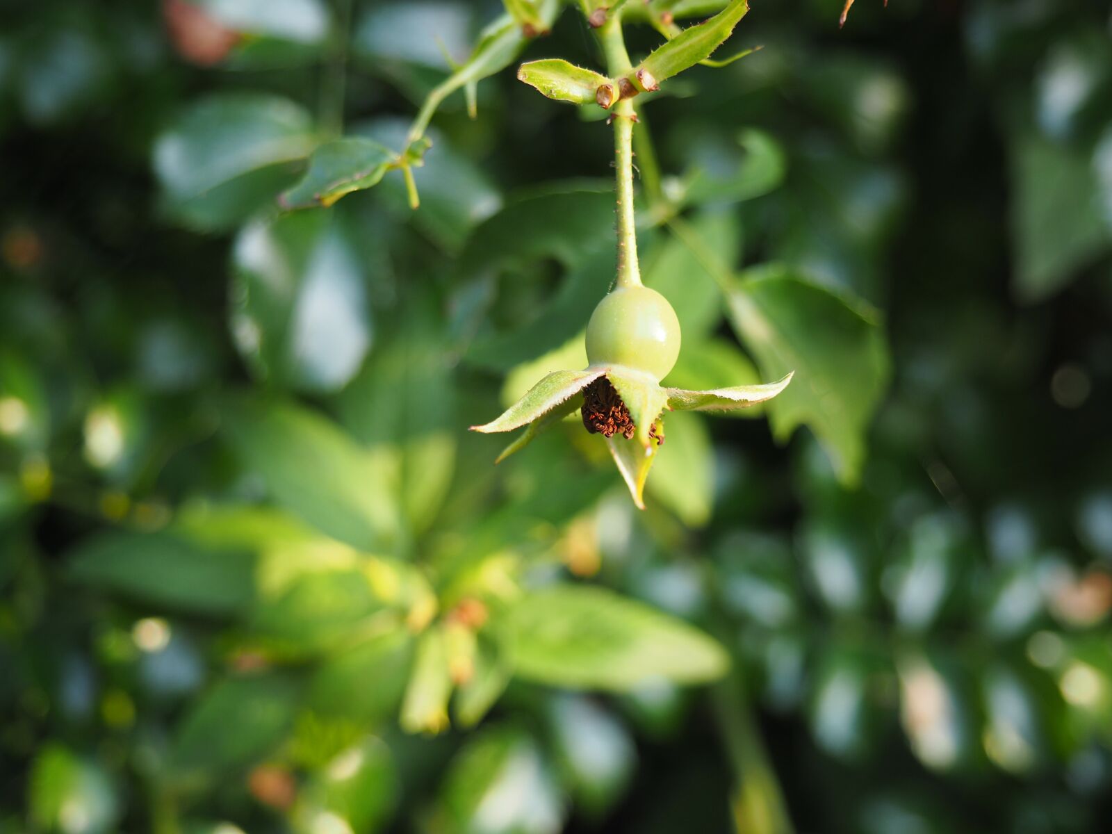 Olympus OM-D E-M10 sample photo. Rose, faded, green photography