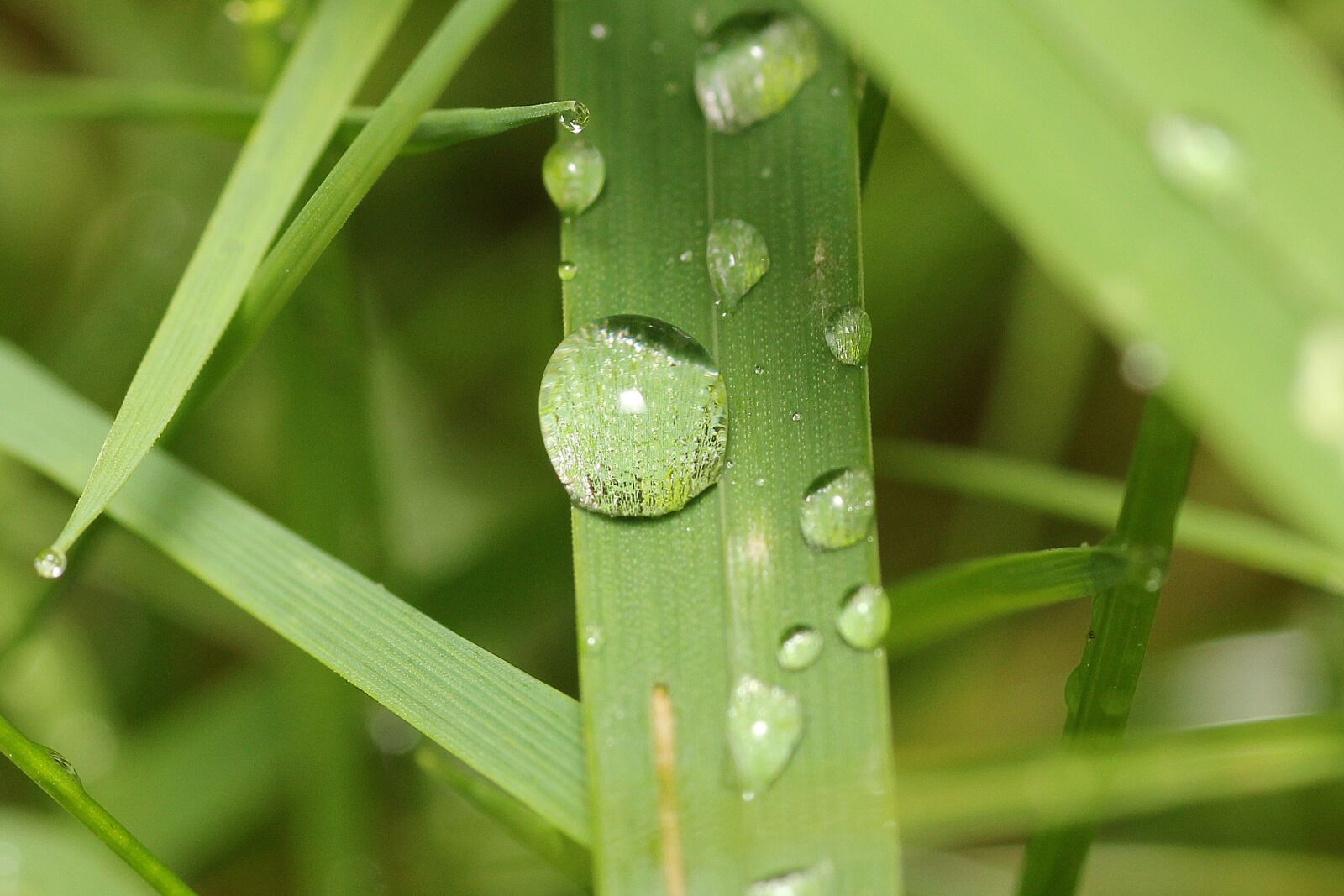 Canon EOS 60D sample photo. Plant, drop of water photography