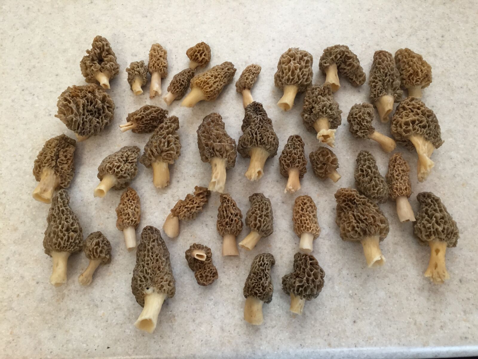 Apple iPhone 6 sample photo. Freshmushrooms photography