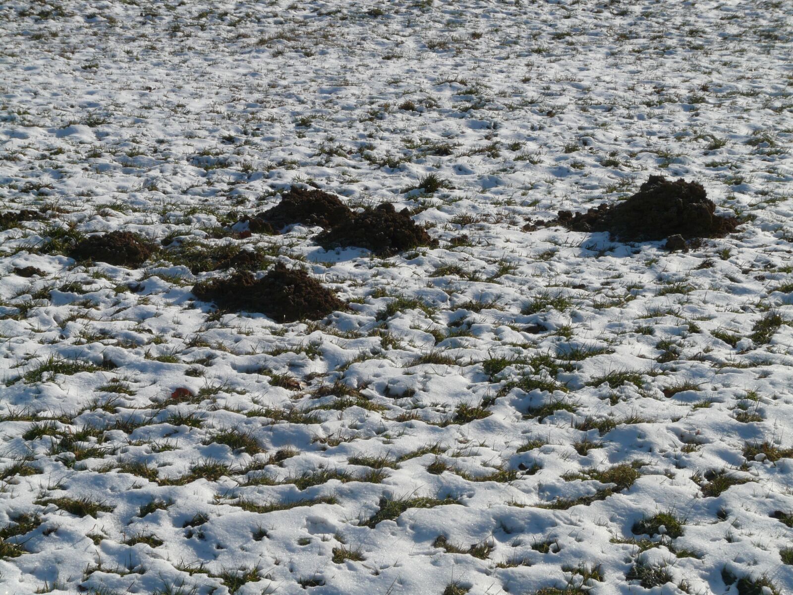 Panasonic DMC-FZ18 sample photo. Molehill, mole, earth photography