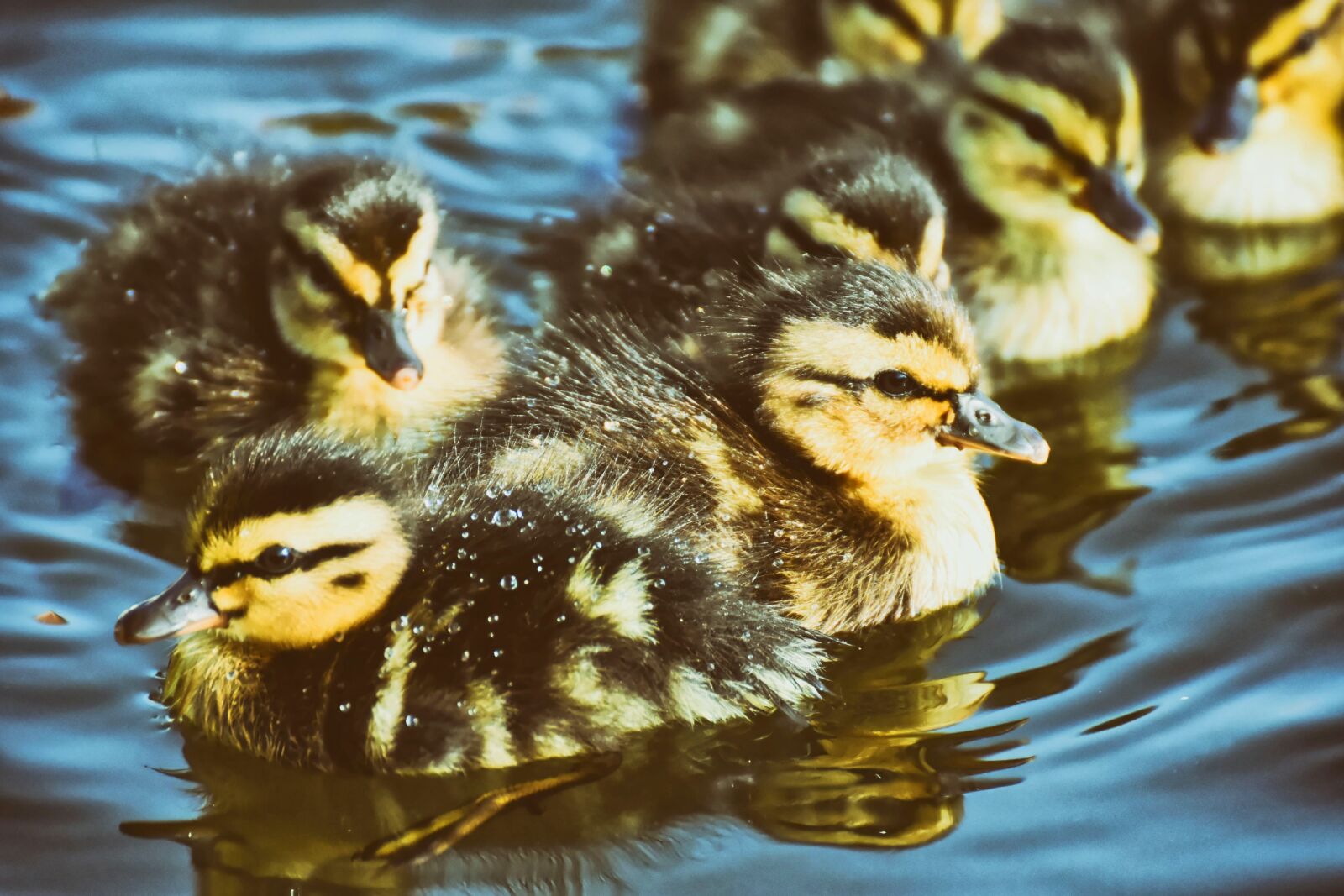 Nikon D7200 sample photo. Mallard, ducklings, duck photography