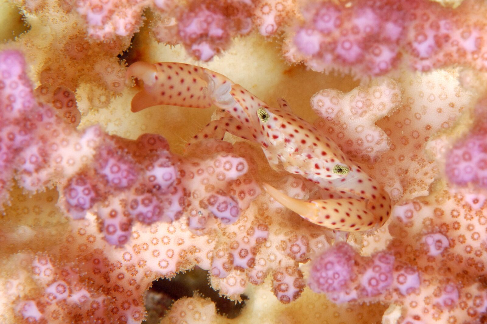 Nikon D200 sample photo. Diver, sea, diving photography