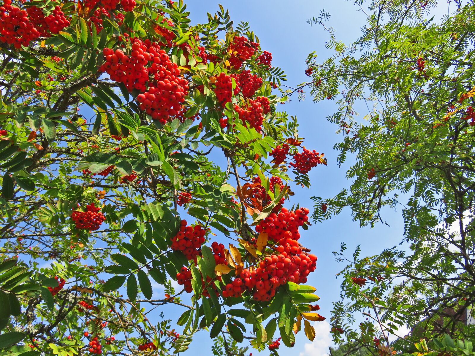 Canon PowerShot SX710 HS sample photo. Mountain ash, tree, berries photography