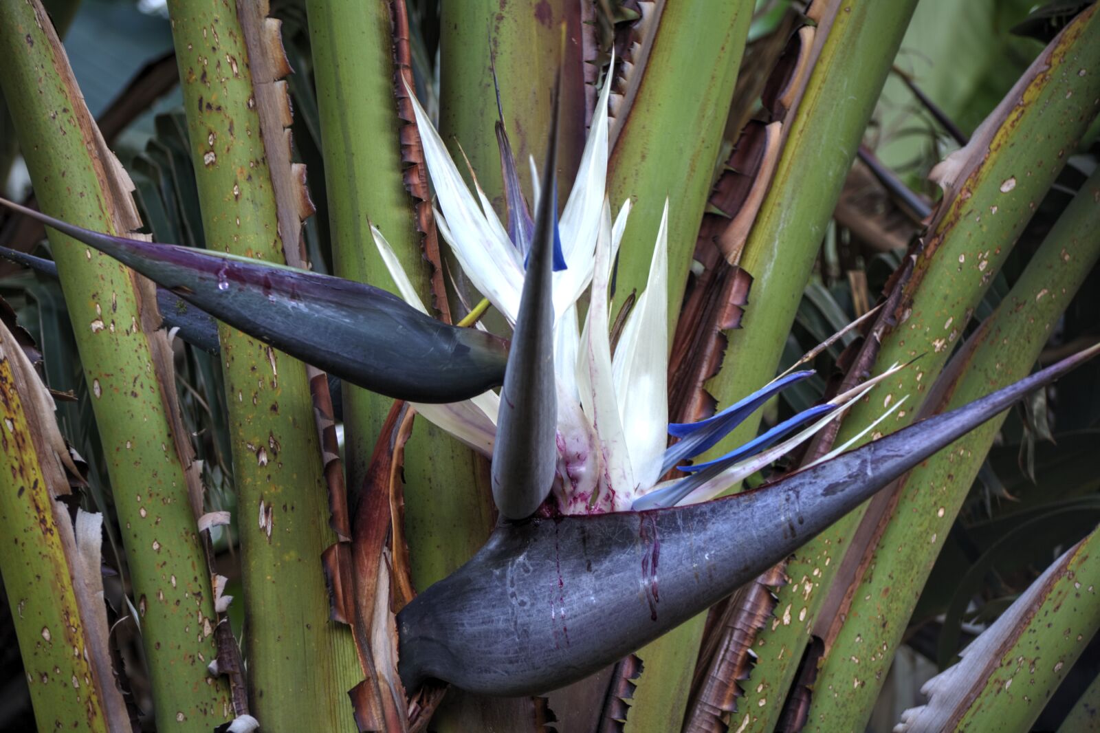 Nikon D5200 sample photo. Strelitzia, flower, hardy photography