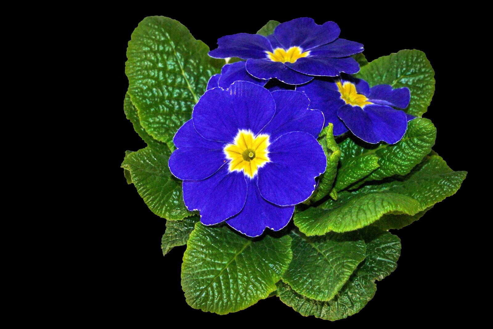 Panasonic Lumix DMC-G6 sample photo. Plant, primrose, blue photography