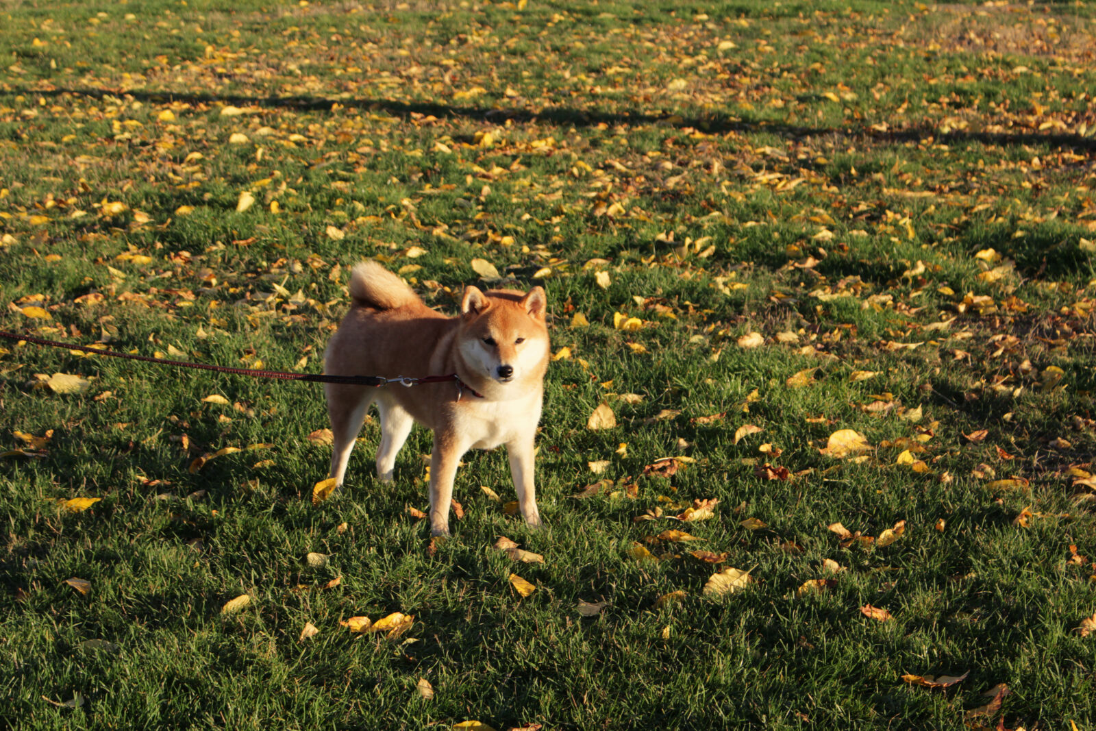 Canon EOS 100D (EOS Rebel SL1 / EOS Kiss X7) sample photo. Animal, autumn, dog, fall photography