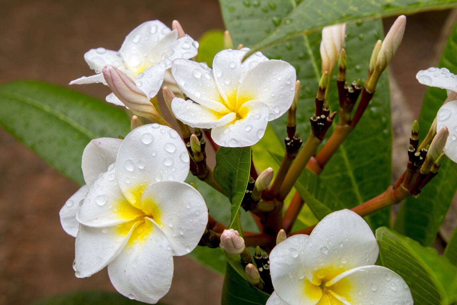Canon EOS 700D (EOS Rebel T5i / EOS Kiss X7i) sample photo. Flower, nature, plant photography