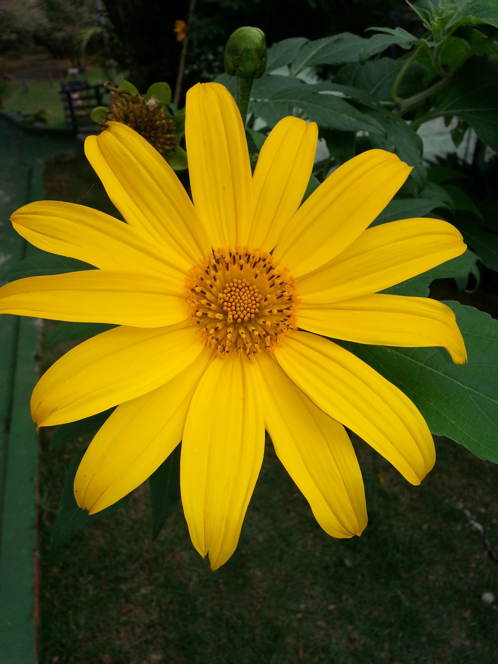 Samsung Galaxy S3 sample photo. Margaret, sunflower, yellow photography