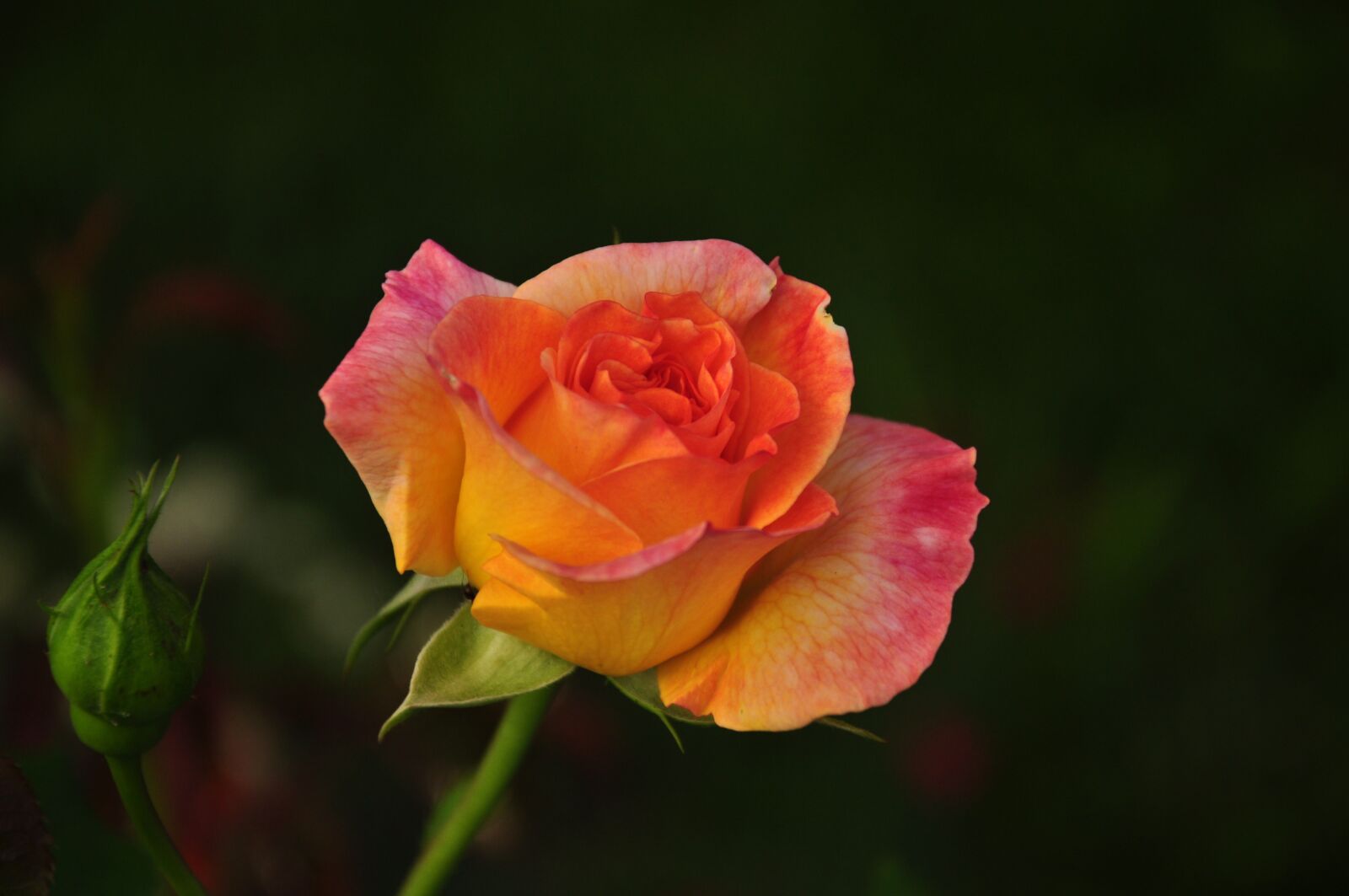 Nikon D5000 sample photo. Rose, multi coloured, blossom photography