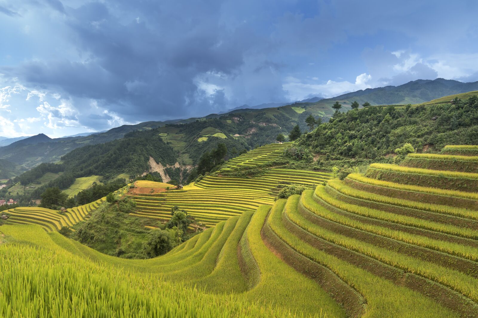 Sony a7R II + Sony FE 24-70mm F2.8 GM sample photo. Vietnam, rice, rice field photography