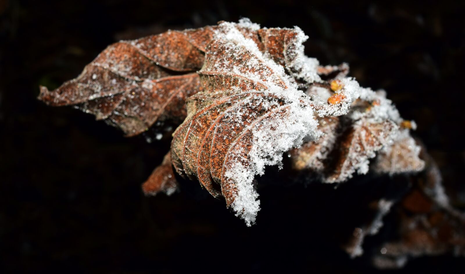 Nikon D3300 sample photo. Leaf, frozen, frost photography