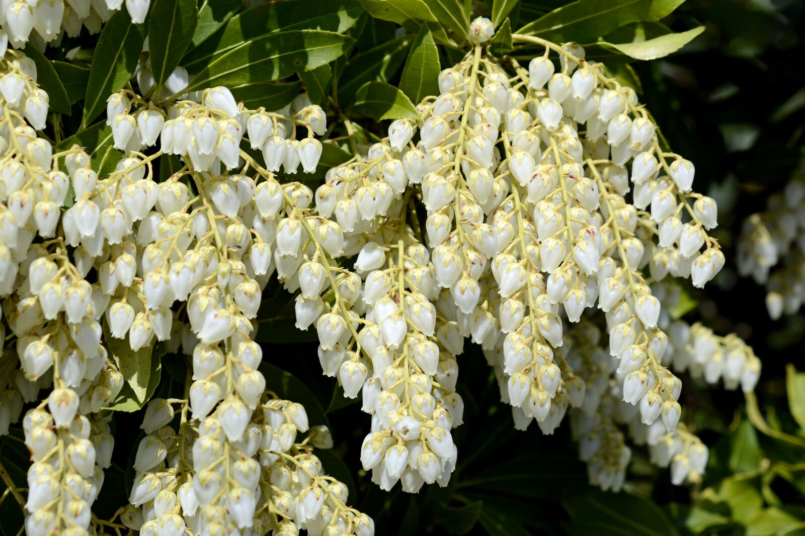 Nikon D7100 sample photo. Lavender heath, pieris, white photography
