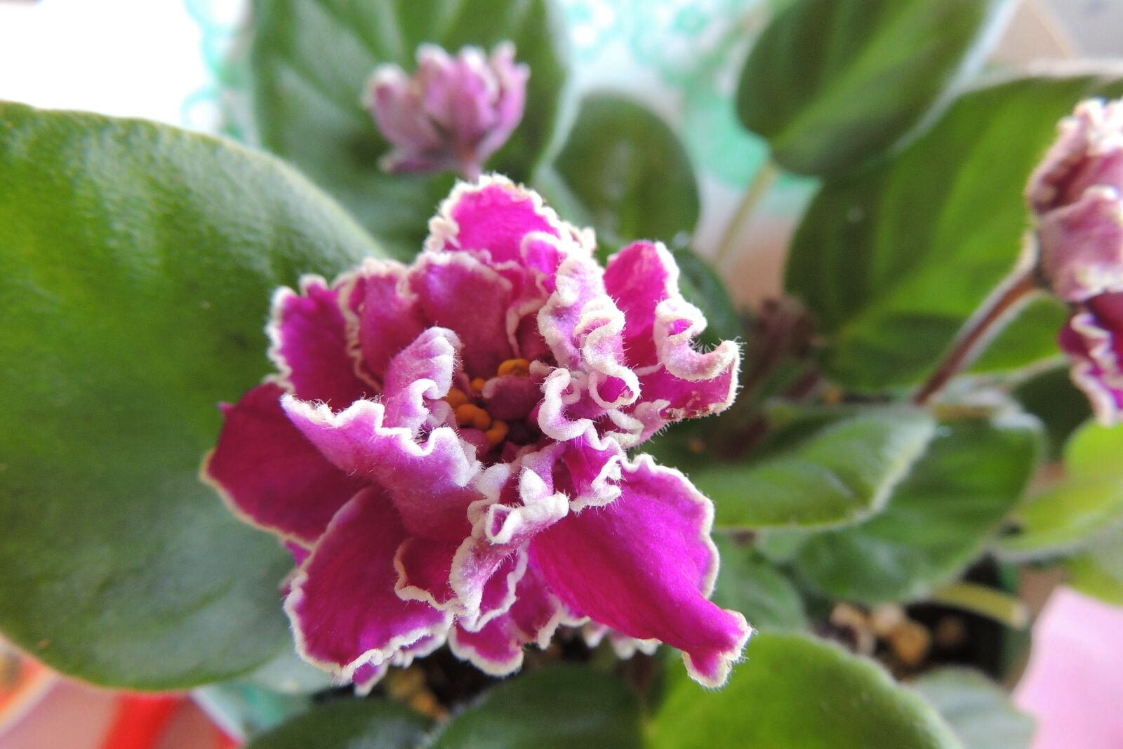 Nikon Coolpix P510 sample photo. Violet, flower, bloom photography