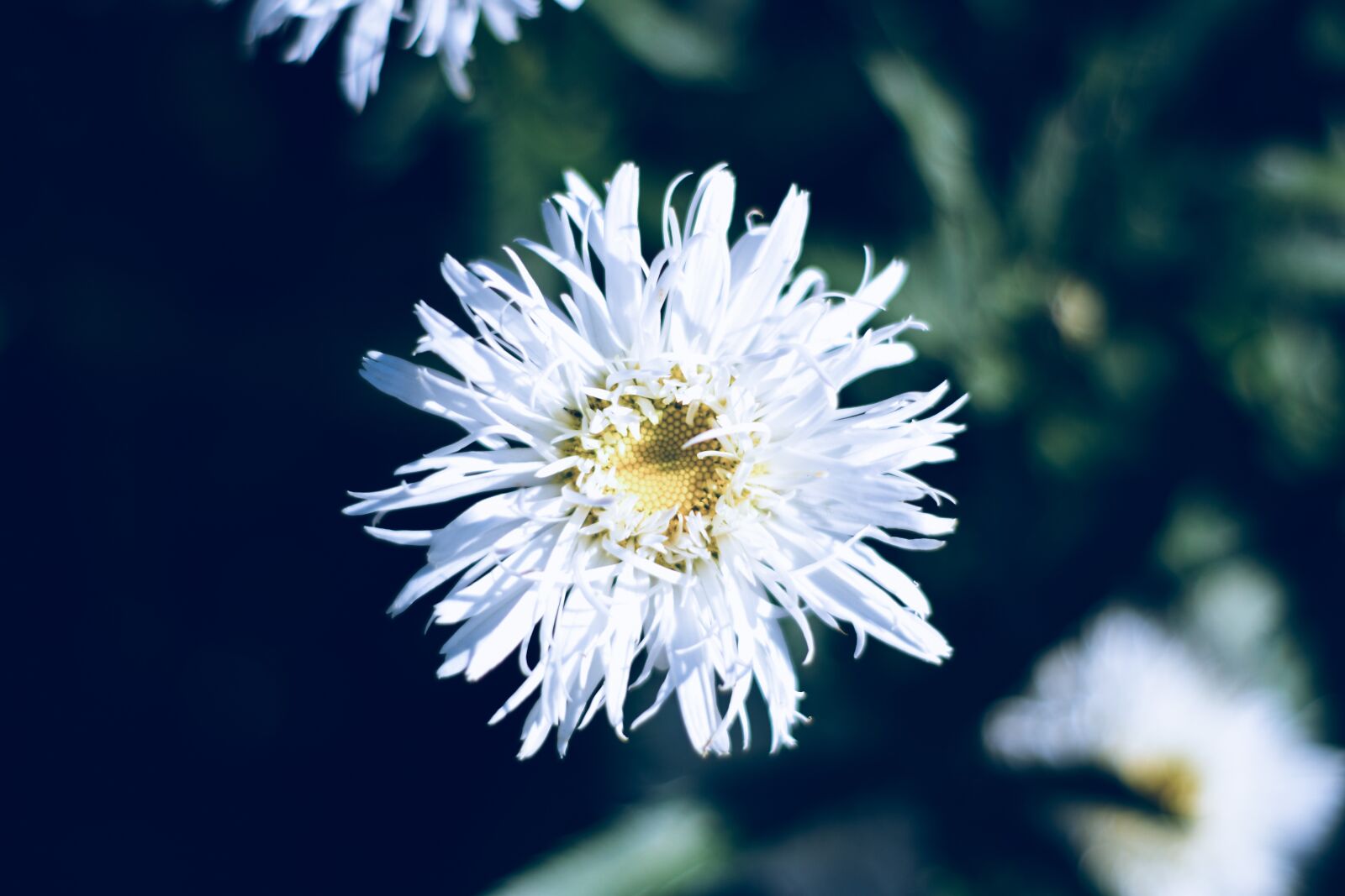 Nikon D5600 sample photo. White flowers, flower, macro photography