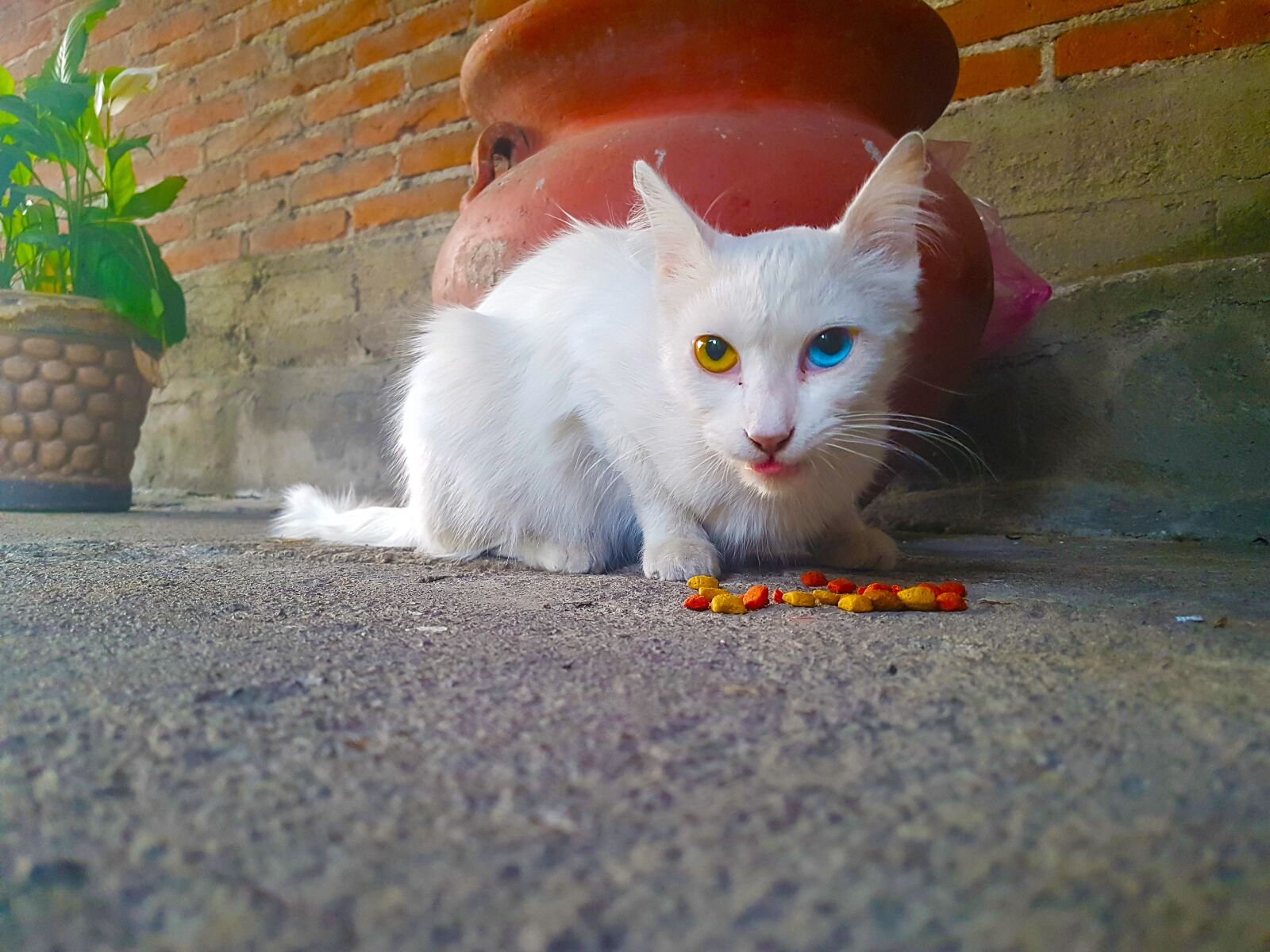 Samsung Galaxy S7 Edge sample photo. Cat, heterochromia photography