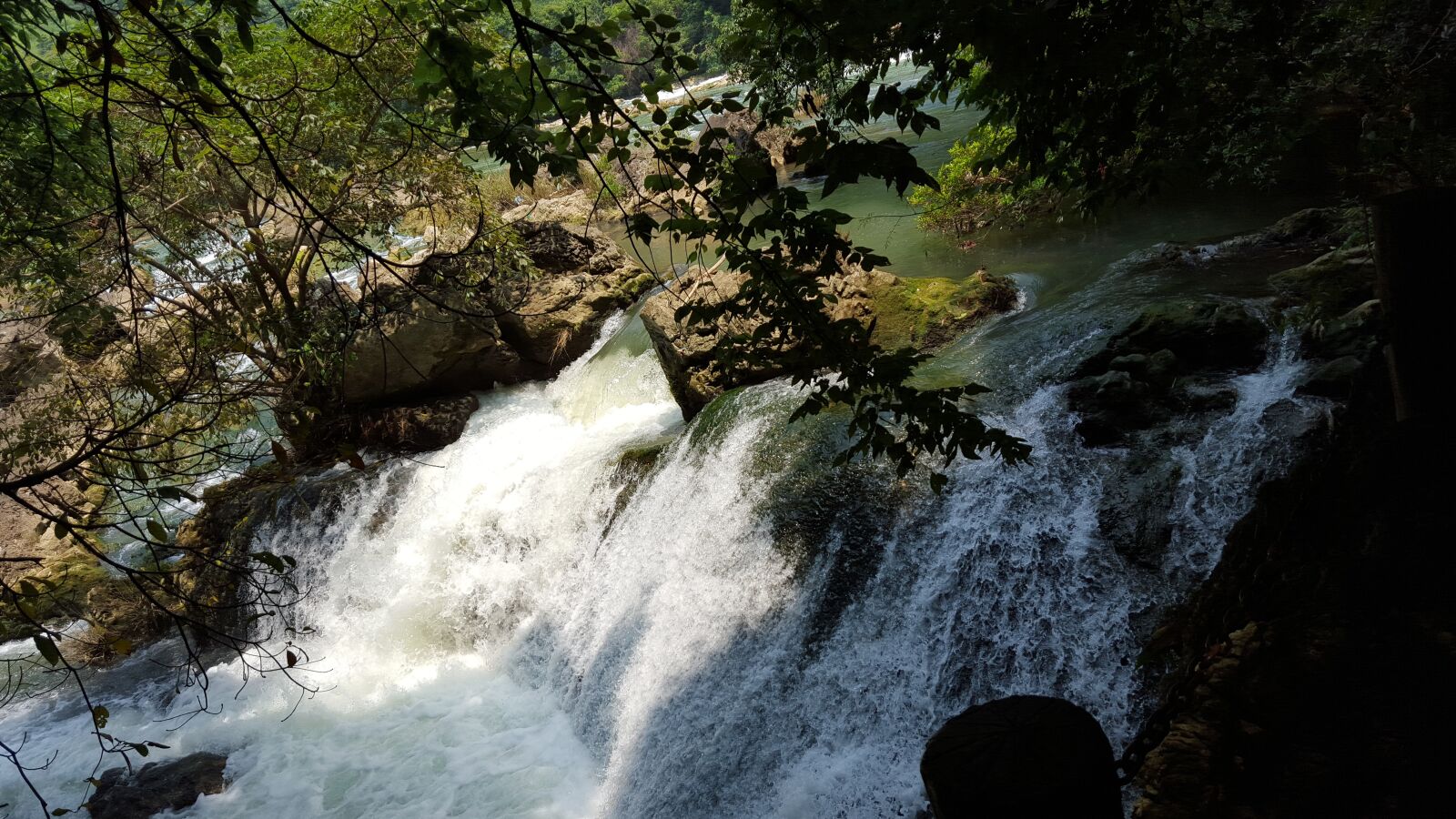 Samsung Galaxy S6 sample photo. Tree, water, primeval forest photography
