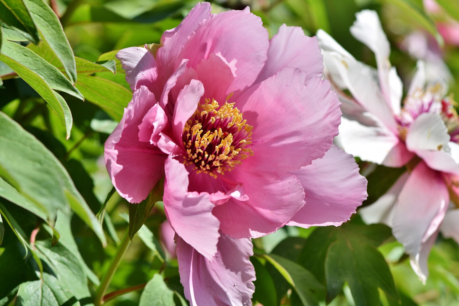 Nikon D7200 sample photo. Peony, rose, bud photography