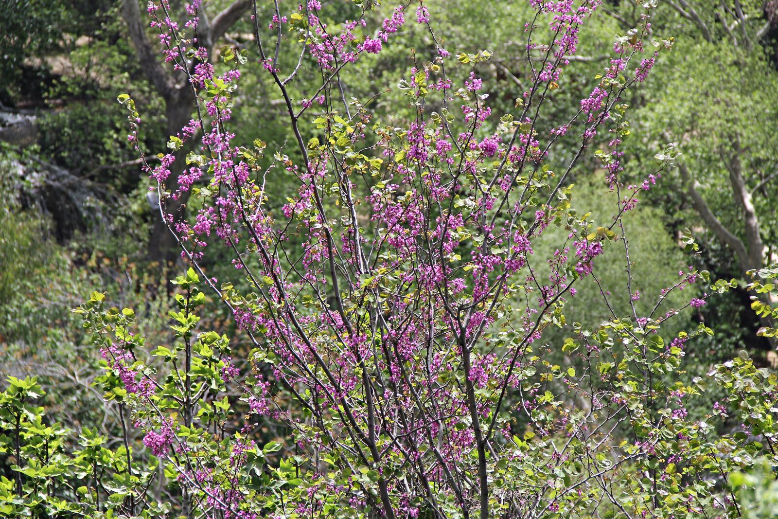 Canon EOS 60D sample photo. Flower, spring, nature photography