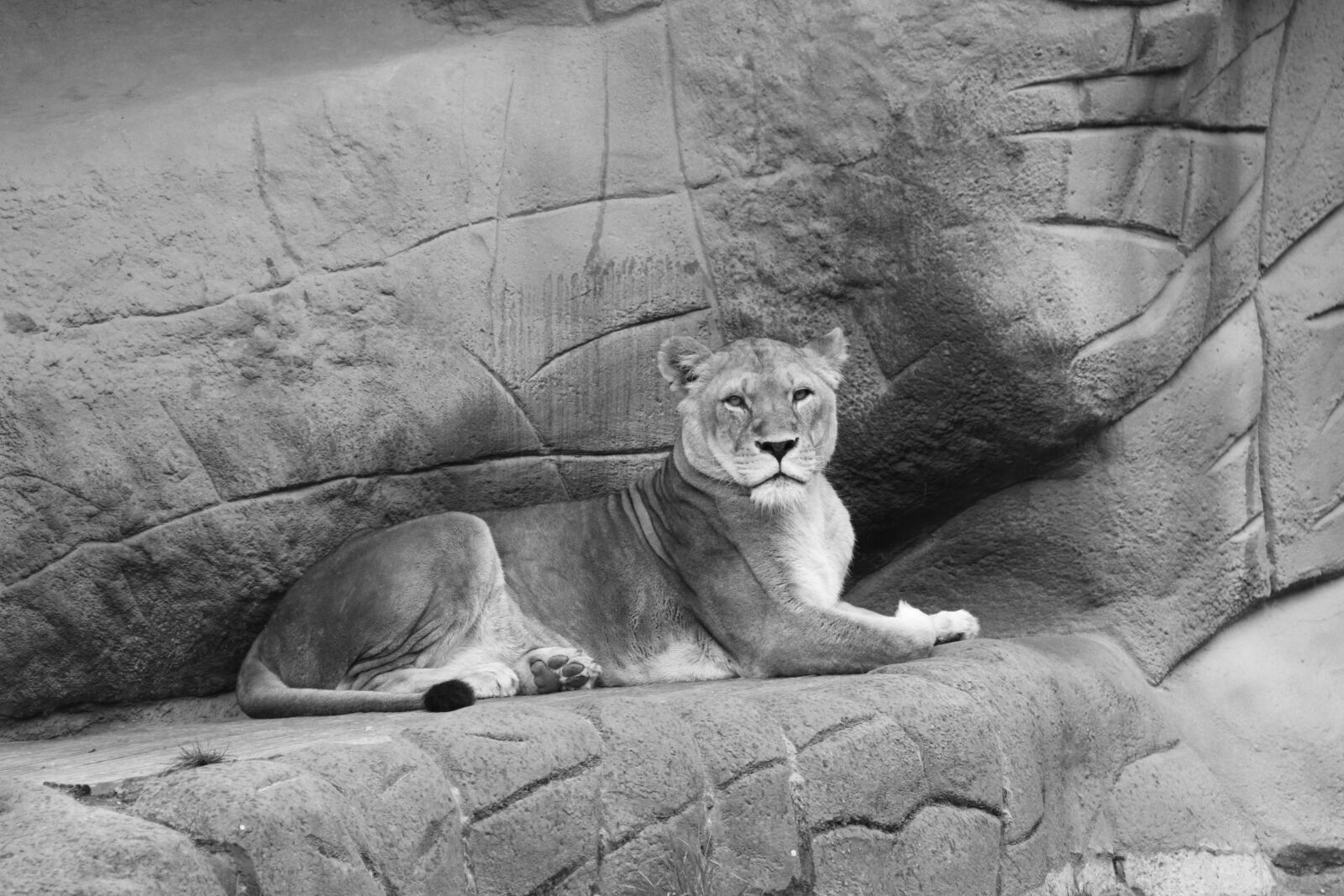 Canon EOS 50D sample photo. Lion, cat, lioness photography