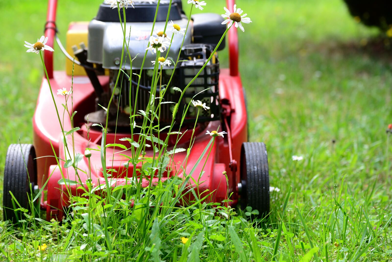 Nikon D610 sample photo. Lawn mower, mow, gardening photography