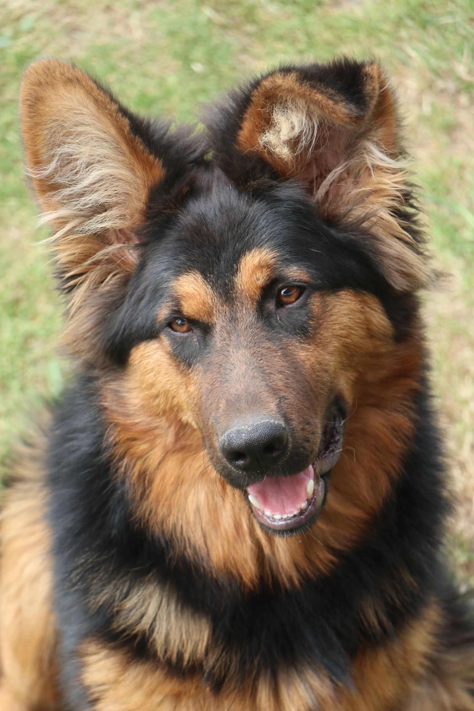 Canon EOS M6 sample photo. Dog, sheep-dog, ears photography