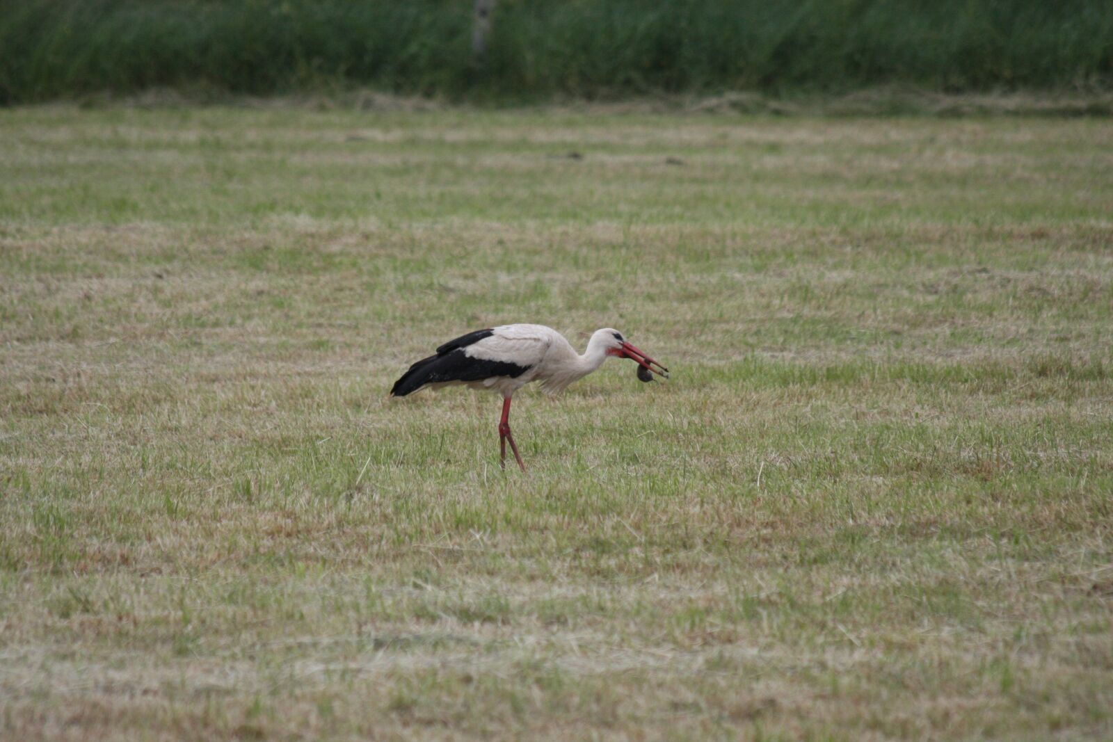 Canon EOS 40D sample photo. Stork, mole, birds photography
