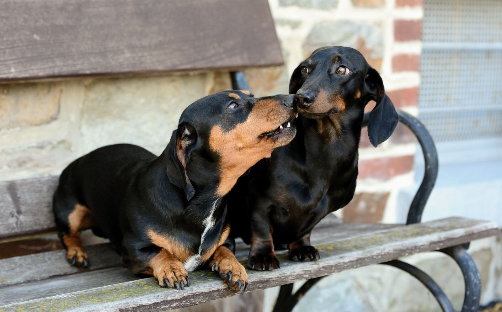Nikon D610 sample photo. Dog, dachshund, race photography