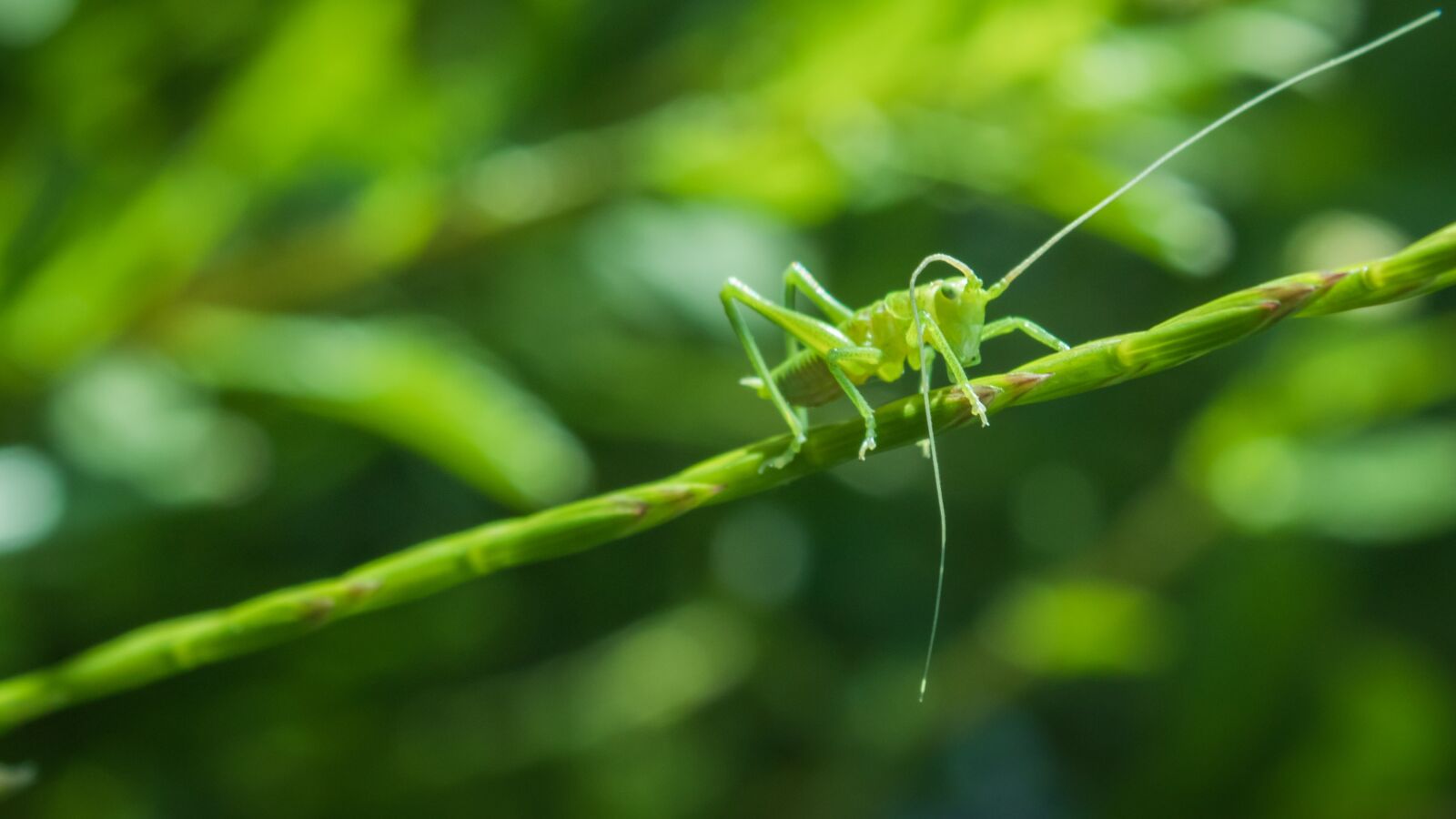 Canon EOS 1300D (EOS Rebel T6 / EOS Kiss X80) sample photo. Animal, macro, close up photography