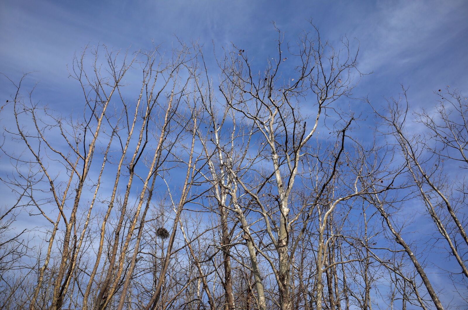 Ricoh GR II sample photo. Wood, forest, winter photography