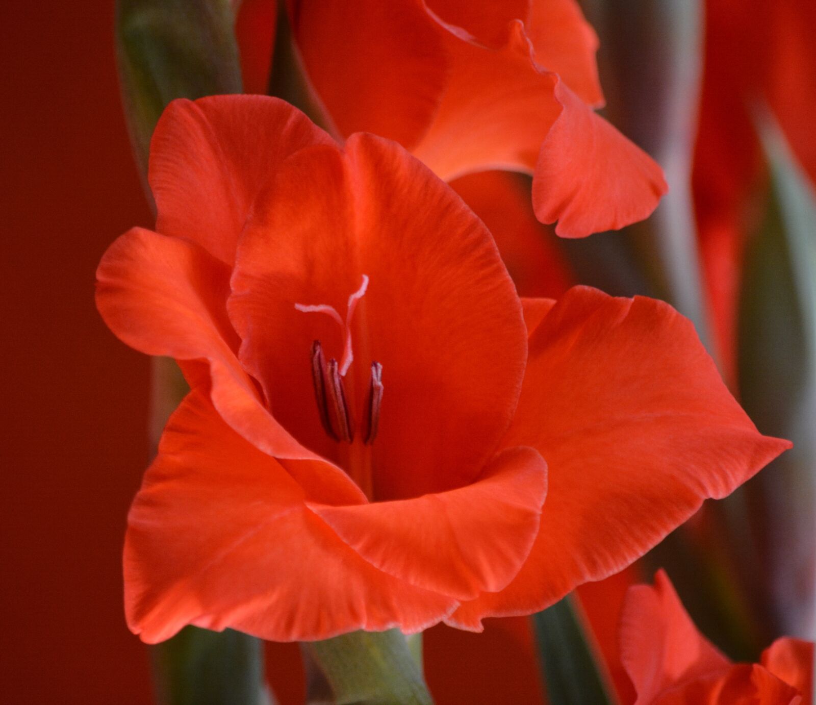 Nikon D7100 sample photo. Plant, botany, gladiolus photography