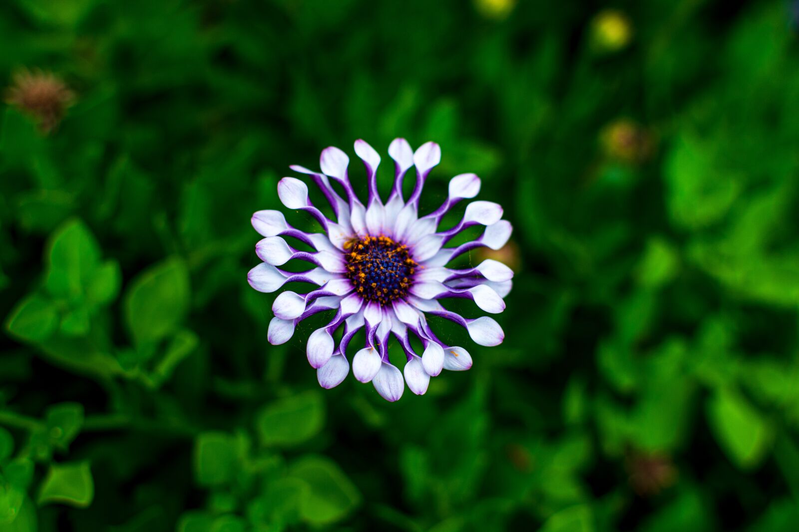 Nikon D7100 sample photo. Flower, beauty, beautiful photography