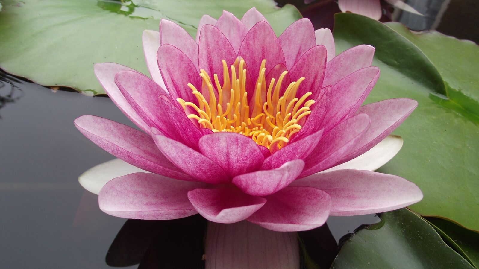 Fujifilm FinePix S2750HD sample photo. Water lily, pink water photography