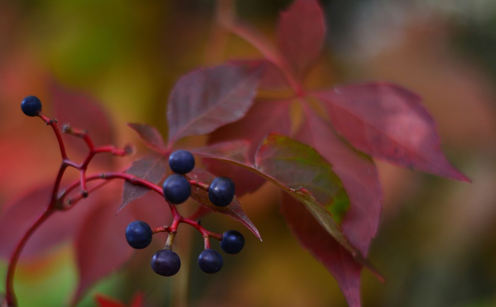 Nikon D5200 sample photo. Autumn, berries, nature photography