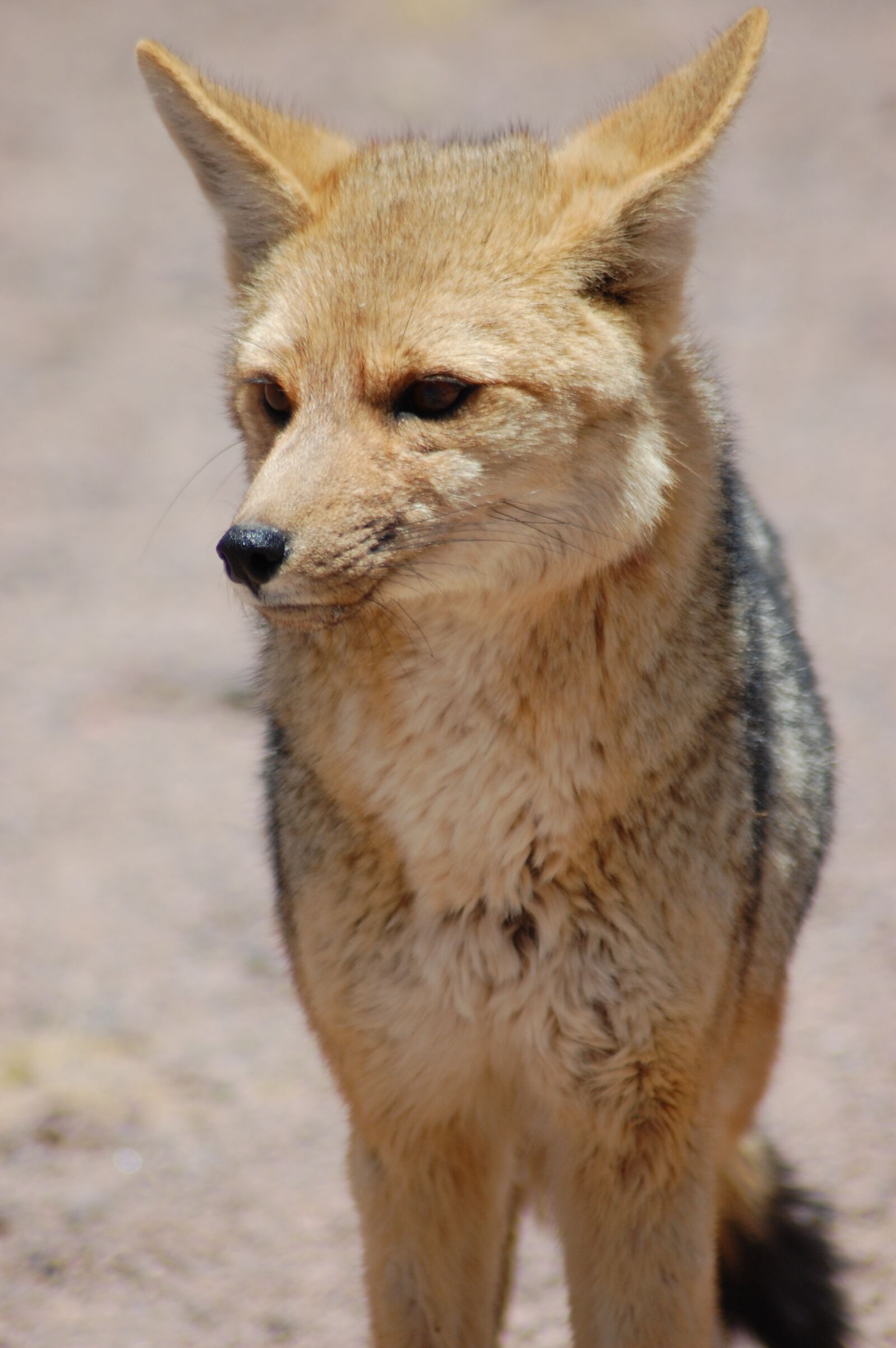 Nikon D40 sample photo. South american gray fox photography