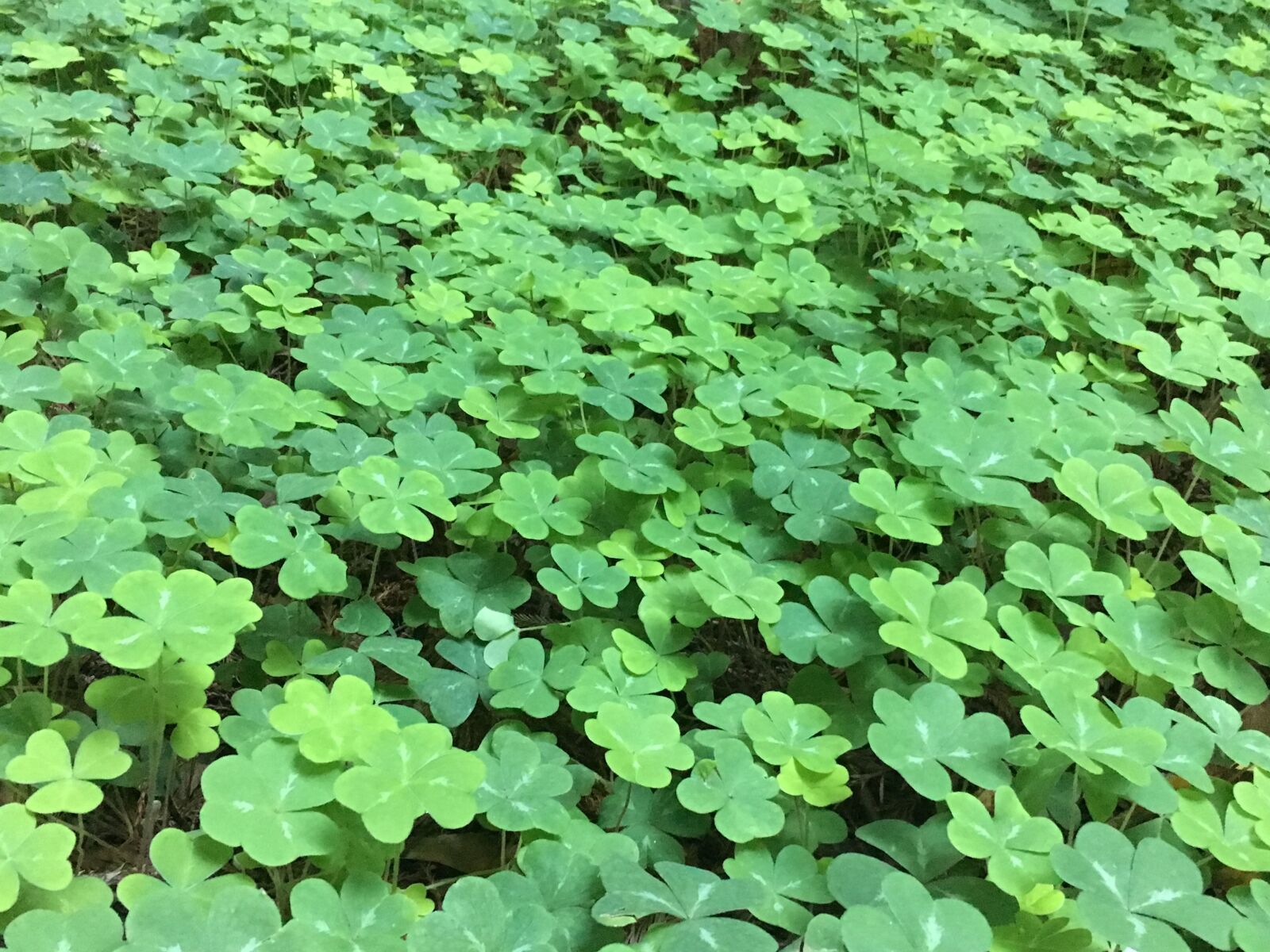 Apple iPhone 6s sample photo. Clover, green, nature photography