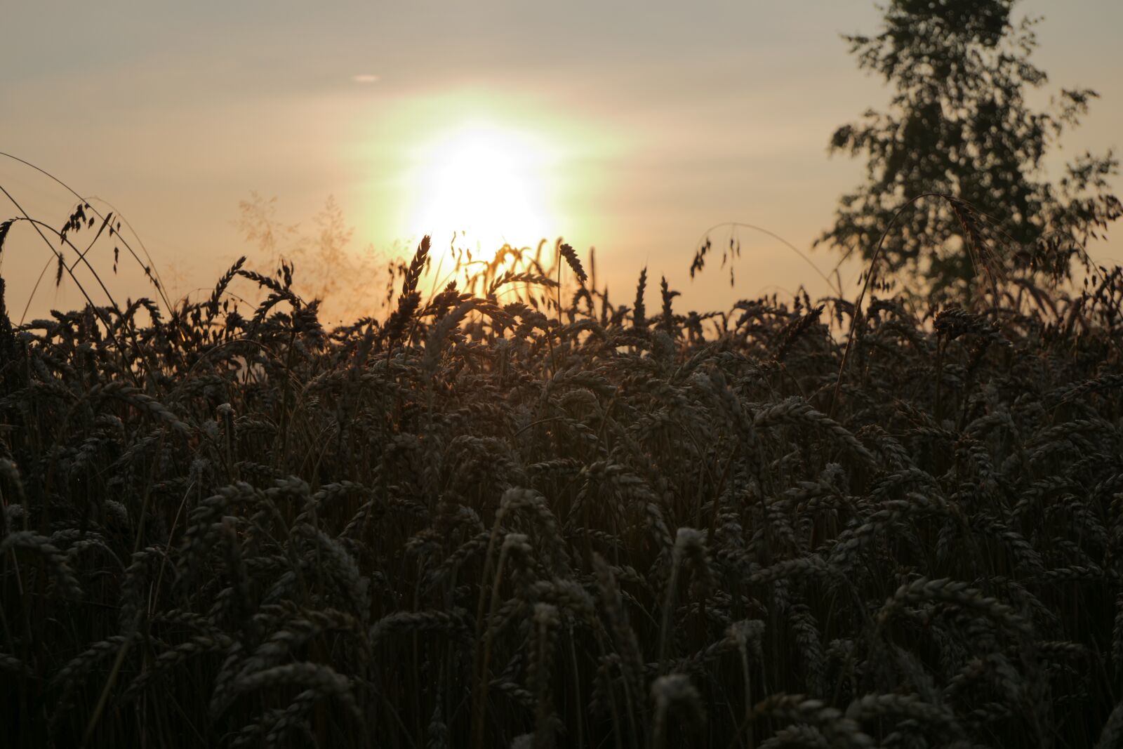 Panasonic Lumix DC-G9 sample photo. Field, crops, farm photography