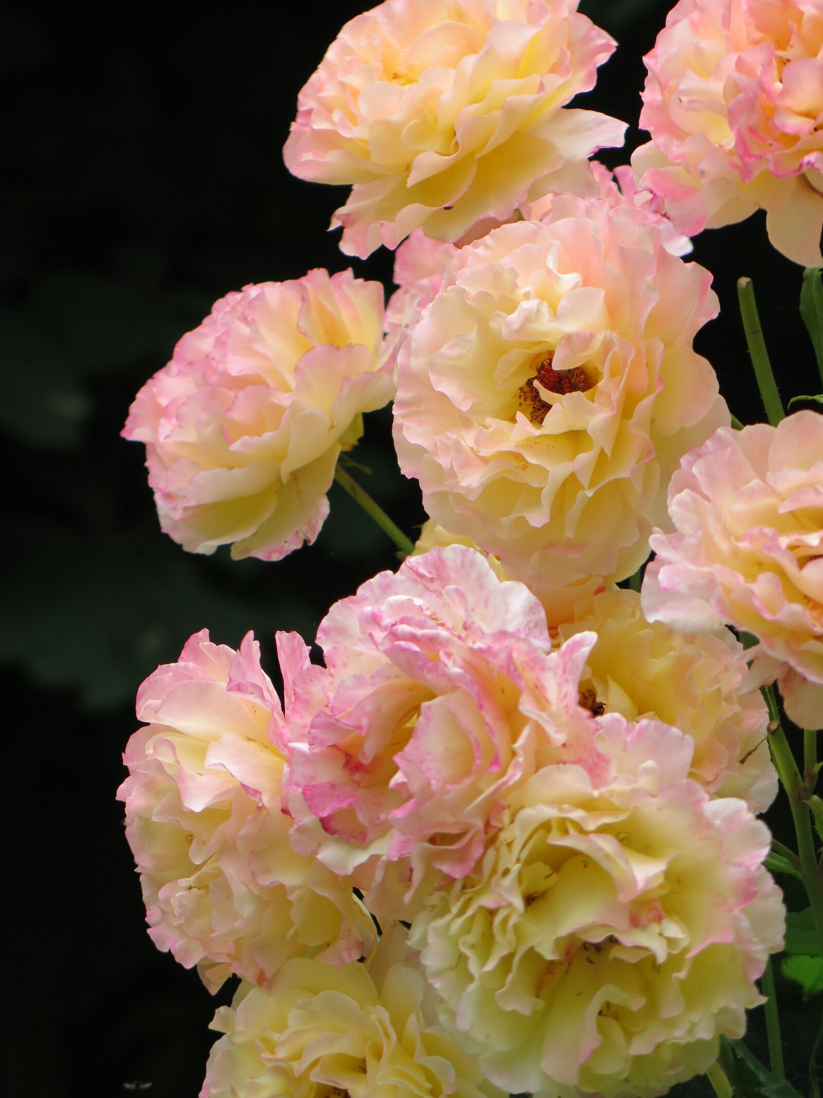 Canon PowerShot G16 sample photo. Roses, gloria dei, yellow photography
