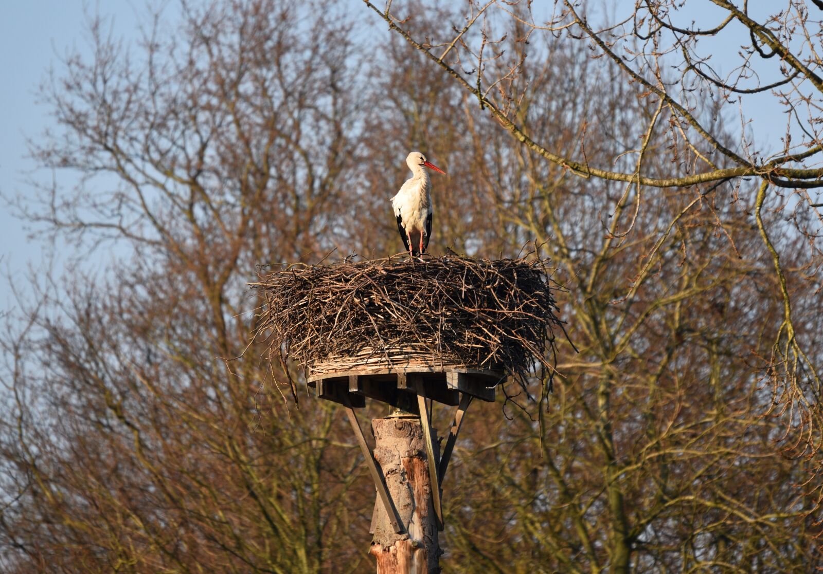 Nikon D750 sample photo. Stork, bird, ciconiidae photography