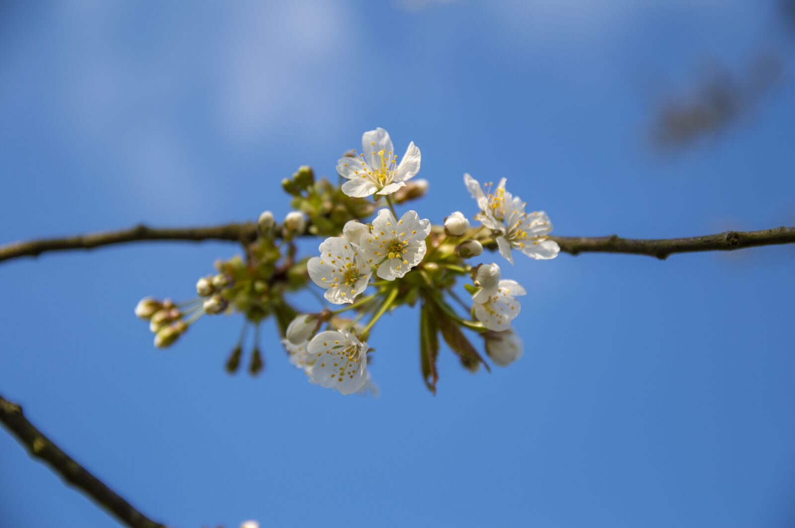 Nikon D3200 sample photo. Spring, blossom, bloom photography